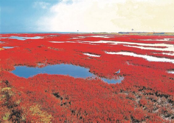 真っ赤に色づいた能取湖のサンゴ草