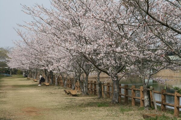 村のプロモーション映画にも使われた尼が台公園の桜並木