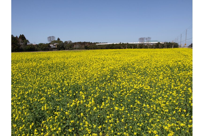 中学校前に広がる菜の花畑