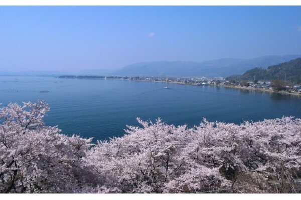 海津の桜並木