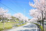 町道原広根線沿いに咲く桜