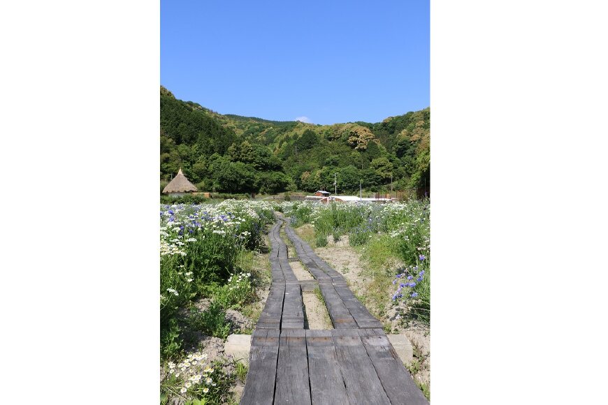 ツーギー谷のお花畑　春にはたくさんの花が咲き乱れます
