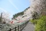 広川ダム付近には約1,000本の桜が植栽されています