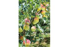 和歌山県みなべ町