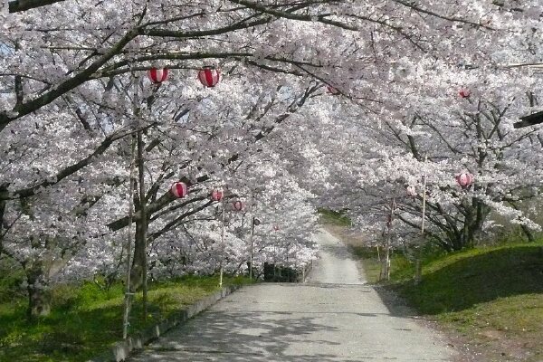 宮山中公園の桜並木
