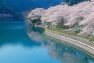川口ダムあじさい湖