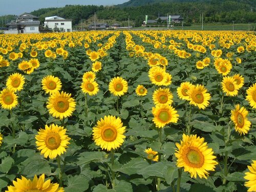 ふるさと納税 香川県まんのう町（かがわけんまんのうちょう） - ふるさと納税の「ふるさとぷらす」