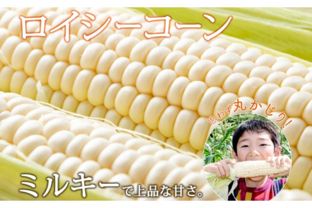 ふるさと納税 「北海道産 とうもろこし 2種 計12本 L-2L サイズ混合 味来 ロイシーコーン 食べ比べ セッ」 北海道倶知安町 -  ふるさと納税の「ふるさとぷらす」