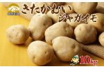 北海道産 じゃがいも きたかむい 約10kg Lサイズ ジャガイモ キタカムイ 馬鈴薯 いも ポテト