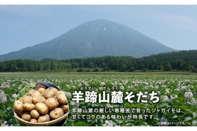 「かわいい～！」 ふるさと納税 「北海道産 じゃがいも とうや Lサイズ 10kg 野菜