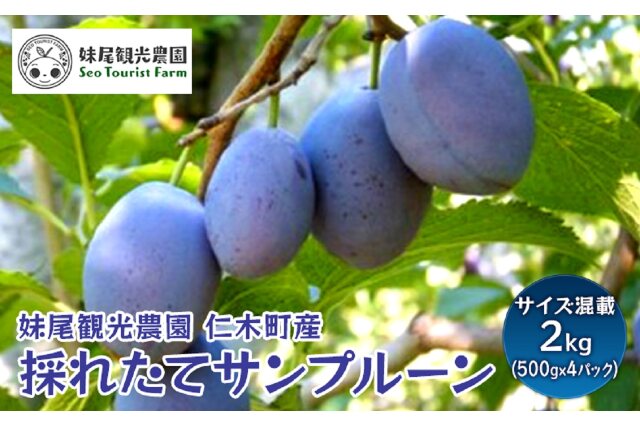 日本未発売 プルーン シュガー 2Kg 生果実 500g×4 北海道産 出荷時期：10月