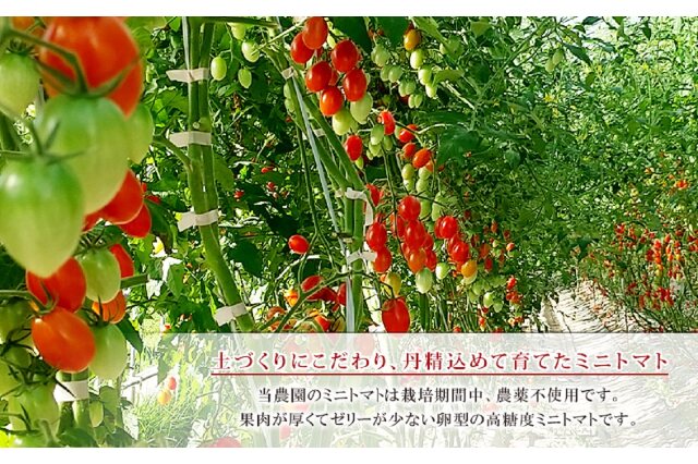 ふるさと納税 「北海道仁木町産ミニトマト【アイコ】1.2kg×6箱［栽培