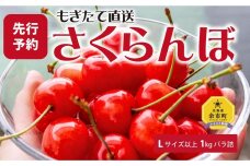 【先行予約】もぎたて直送 さくらんぼ 佐藤錦 1kg箱(北海道余市町産)