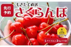 【先行予約】もぎたて直送 さくらんぼ 佐藤錦 2kg箱(北海道余市町産)