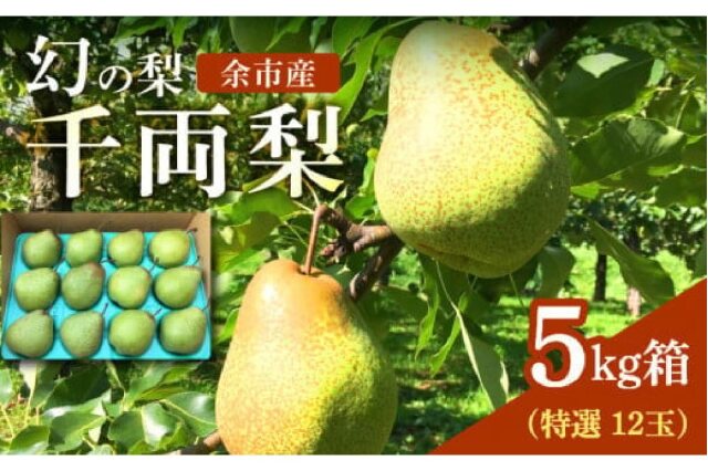 ふるさと納税 「2024年9月下旬発送予定【先行予約】特選千両梨 5kg箱 北海道余市町産_Y015-0018」 北海道余市町 -  ふるさと納税の「ふるさとぷらす」