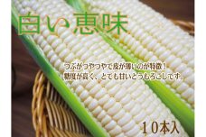 【2023年夏発送】【農家直送】白いとうもろこし10本