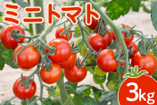 【先行受付】 ミニトマト 3kg【令和8年7月下旬～9月発送】