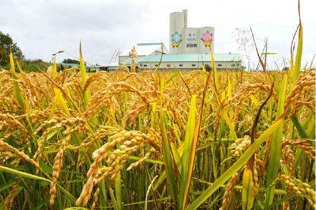 ふるさと納税 「令和5年産 特Aランク米 ななつぼし 精米 10kg（5kg×2袋