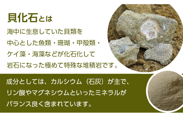 貝化石　大型　6、75kg 玄1 ふるさと納税 「肥料 貝化石 20kg 2袋 土壌 改良 ミネラル 環境