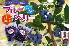 【男鹿ぶるーべりーガーデン】 冷凍ブルーベリー 500g×2パック（合計1kg）秋田県…|10203