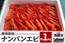 《4月上旬より発送》産地直送 ナンバンエビ 約1kg！ ぷりっぷりでとろける甘さ お刺…|10120