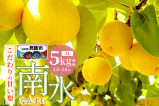 【先行受付】南水 梨 こだわりの甘い梨 5kg前後 3L 12〜14玉 産地直送 旬の…|10096