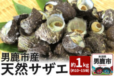 《7月中旬より出荷》男鹿産天然さざえ 約1kg (約10個〜15個) サザエ 栄螺 |10123