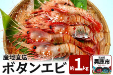 《2026年6月上旬より発送》産地直送 ボタンエビ 約1kg！ ぷりっぷりでとろける甘…|10119