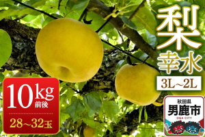 《先行受付》梨 幸水 10kg前後（3L〜2L）28〜32玉 秋田なまはげ農業協同組合…|11822