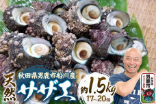 サザエ 約1.5kg 17個〜20個前後入り 秋田県男鹿市 つりショップ海風 [さざえ…|11823