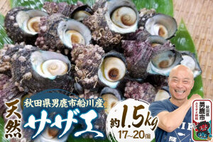 サザエ 約1.5kg 17個〜20個前後入り 秋田県男鹿市 つりショップ海風 [さざえ…|11823