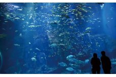 男鹿水族館GAOペア入館券