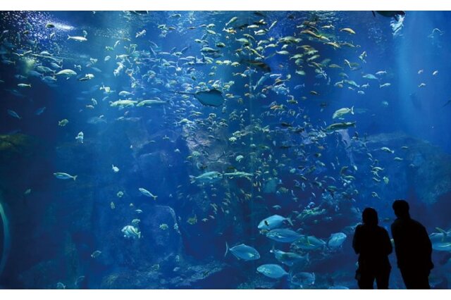 ふるさと納税 「男鹿水族館GAOペア入館券」 秋田県男鹿市 - ふるさと