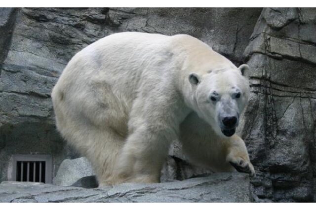 ふるさと納税 「男鹿水族館GAOペア入館券」 秋田県男鹿市 - ふるさと