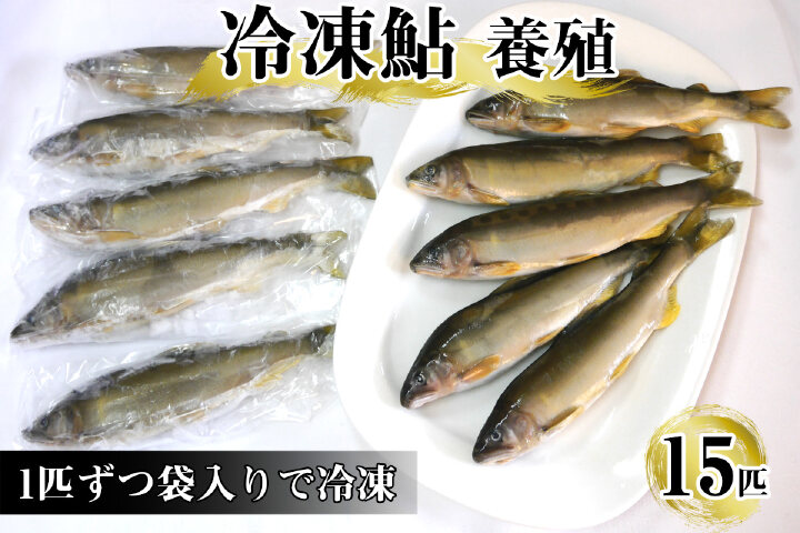 ふるさと納税 冷凍鮎 養殖 15本 秋田県北秋田市 ふるさと納税の ふるさとぷらす ふるさと納税 冷凍鮎 養殖 15本 秋田県北秋田市 ふるさと納税の ふるさとぷらす