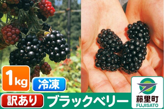 ふるさと納税 「【訳あり】ブラックベリー 計1kg【冷凍】|10176」 秋田