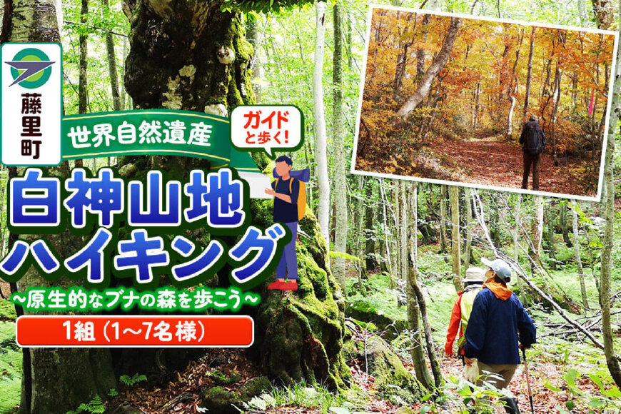 ガイドと歩く世界自然遺産・白神山地ハイキング 〜 原生的なブナの森を歩こう（1組：1〜…|10299