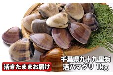 千葉県産活ハマグリ　1kg