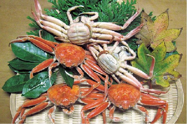 楽天市場】カニ漁解禁 カニ かに 蟹 ズワイガニ ずわい蟹 加能か
