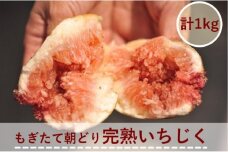 【期間限定】もぎたて朝どり完熟いちじく 約1kg