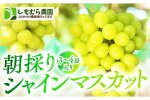 ★2026年7月下旬より順次発送★朝採りシャインマスカット（3～4房入り）