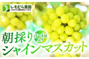 ★2026年7月下旬より順次発送★朝採りシャインマスカット（3～4房入り）