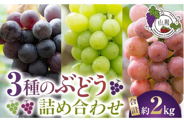 ふるさと納税 「☆お届けは2026年8月から！☆3種のぶどう詰め合わせ