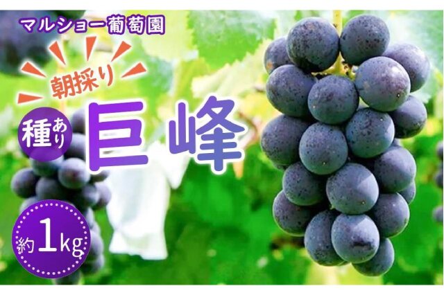 ふるさと納税 「朝採り 種あり巨峰 約1kg＜2023年8月中旬～発送