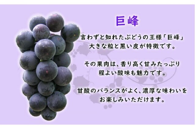 ふるさと納税 「朝採り 種あり巨峰 約1kg＜2023年8月中旬～発送