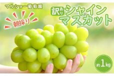 朝採り シャインマスカット 訳あり品約１kg＜2023年8月中旬～発送＞