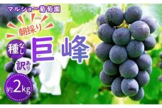 朝採り 種なし巨峰 訳あり品 約２kg＜2023年8月中旬～発送＞