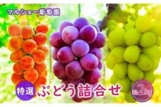 園主おまかせ特選ぶどう詰合せ 約２kg ＜2023年8月中旬～発送＞