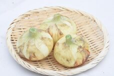 ［2023年5～6月発送］うまあまたまねぎ10kg