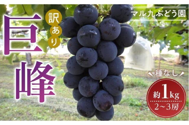 ふるさと納税 「【訳あり・数量限定】 巨峰（種なし）約1kg 〔2024年8月上旬より順次発送〕」 愛知県大府市 - ふるさと納税の「ふるさとぷらす」